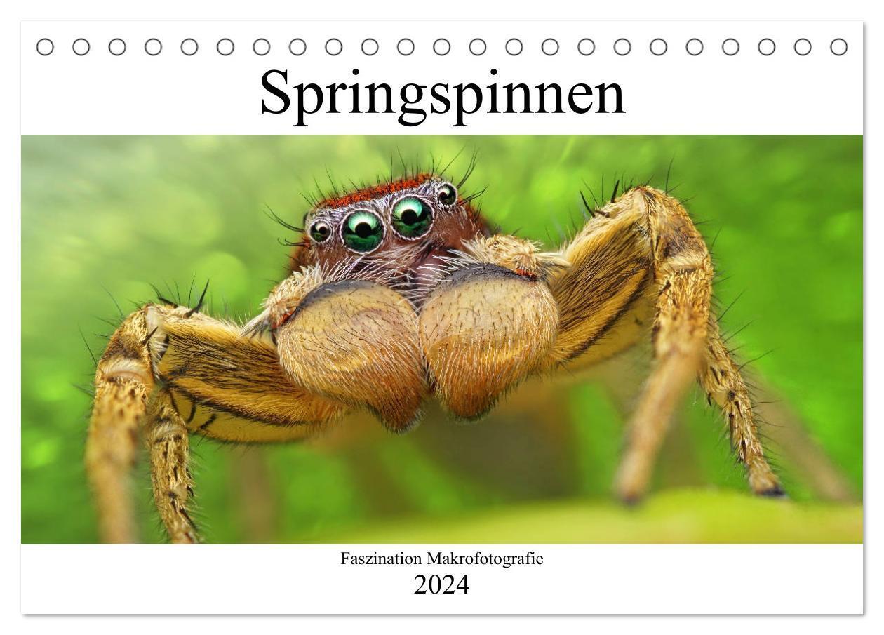 Cover: 9783675456013 | Faszination Makrofotografie: Springspinnen (Tischkalender 2024 DIN...