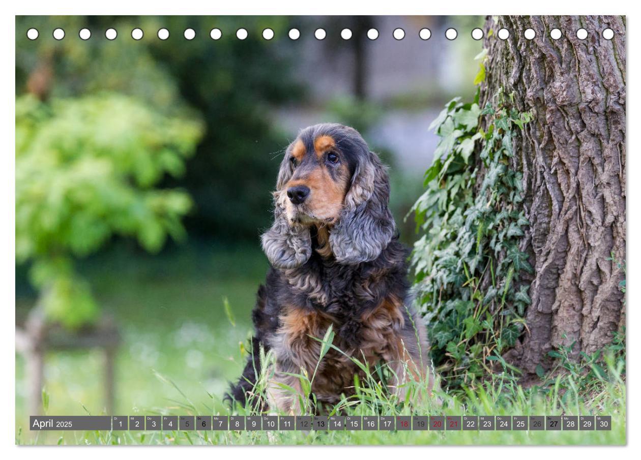 Bild: 9783435446605 | English Cocker Spaniels - Ein Spaziergang im Park (Tischkalender...