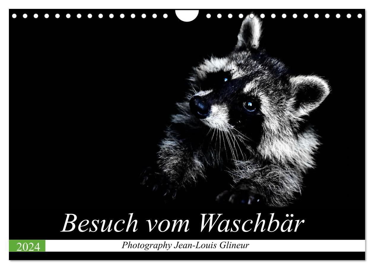 Cover: 9783383002120 | Besuch vom Waschbär (Wandkalender 2024 DIN A4 quer), CALVENDO...