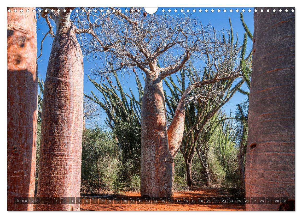 Bild: 9783435277889 | Zauberwald Ifaty · Traumhafte Baobabs in Madagaskar (Wandkalender...