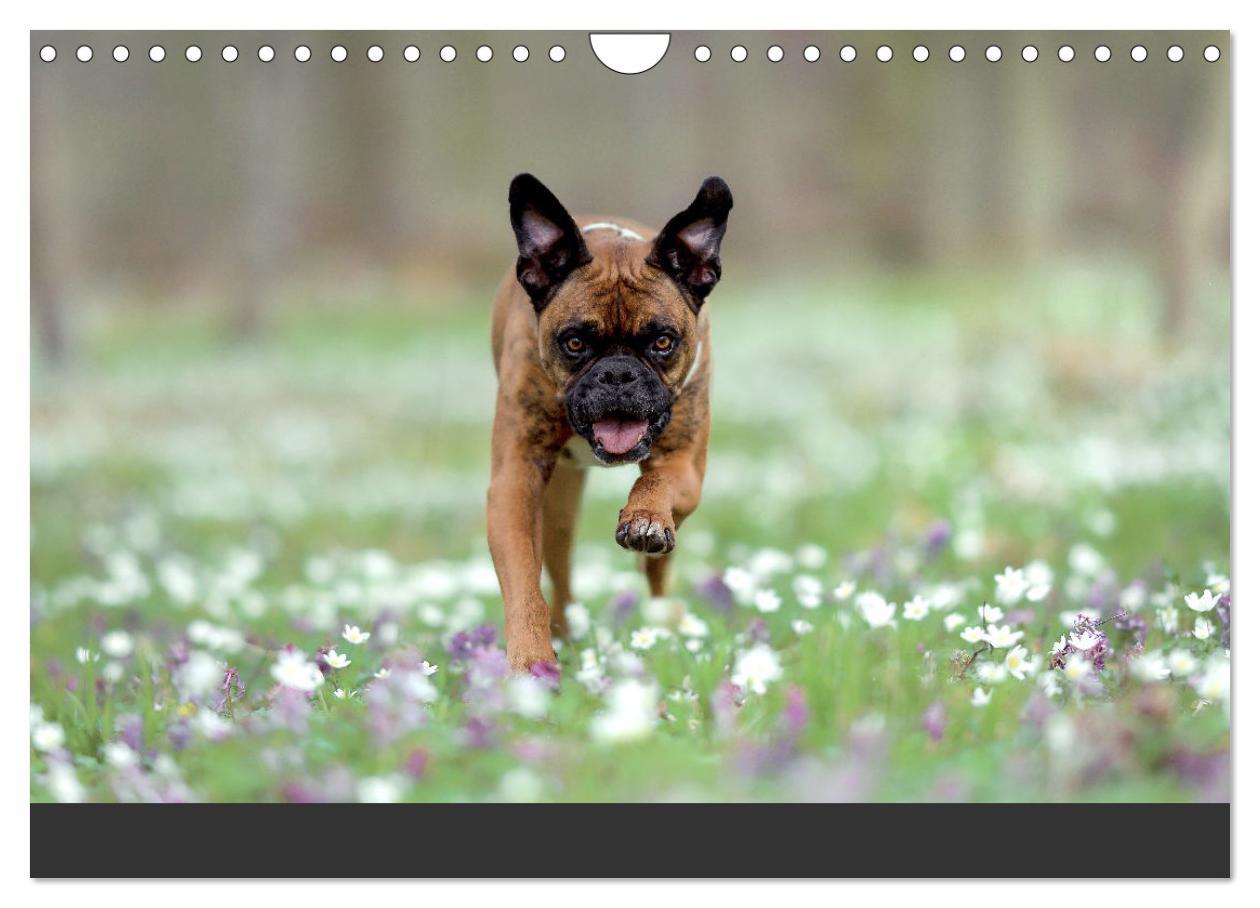 Bild: 9783383843303 | Fantastische Boxer - Sieger der Herzen (Wandkalender 2025 DIN A4...