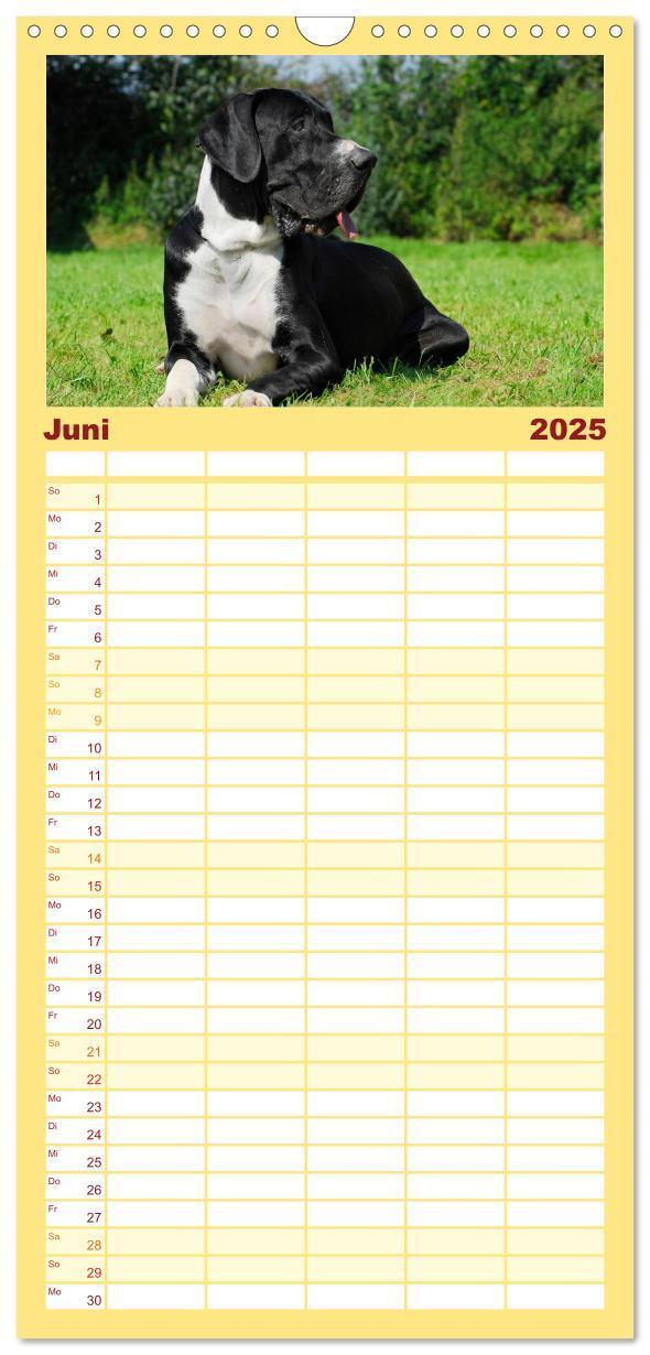 Bild: 9783457113523 | Familienplaner 2025 - Deutsche Dogge mit 5 Spalten (Wandkalender,...