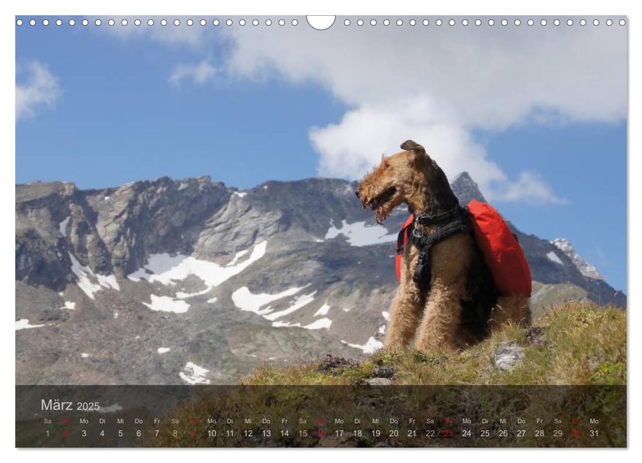 Bild: 9783435559176 | Der Bergdale - mit Hund im Hochgebirge (Wandkalender 2025 DIN A3...