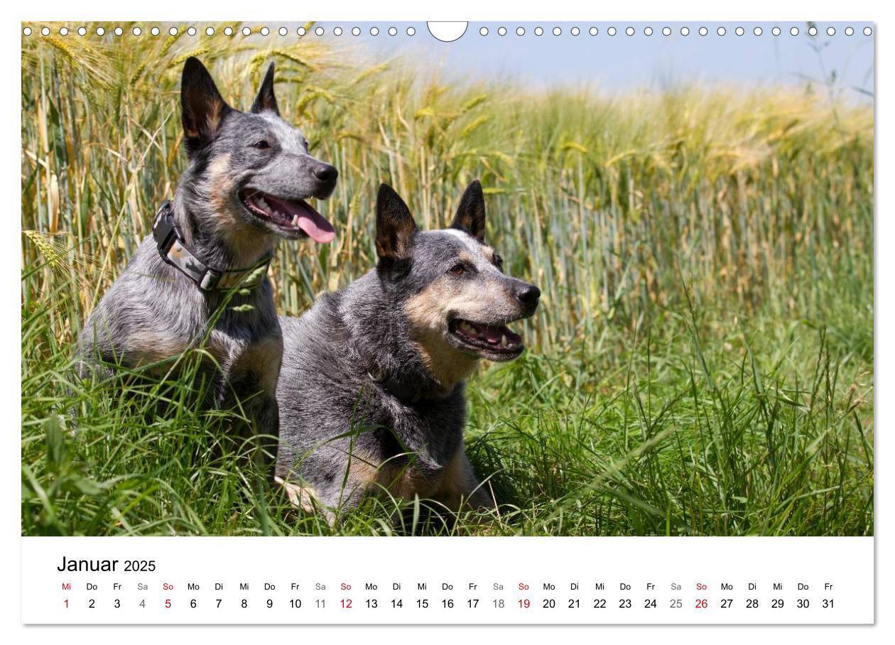 Bild: 9783435704736 | Faszinierende Australian Cattle Dogs (Wandkalender 2025 DIN A3...