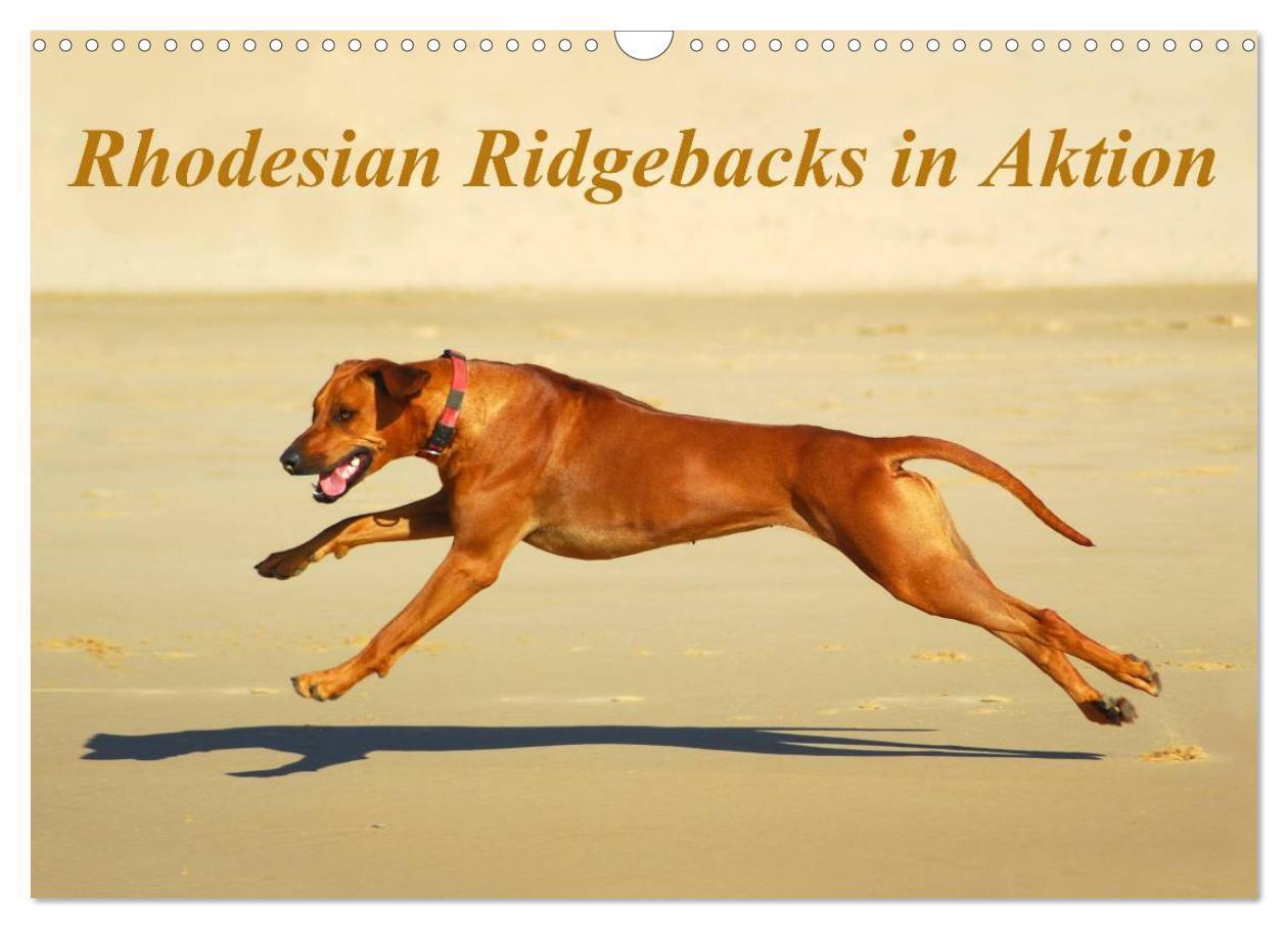 Cover: 9783383404399 | Rhodesian Ridgebacks in Aktion (Wandkalender 2024 DIN A3 quer),...