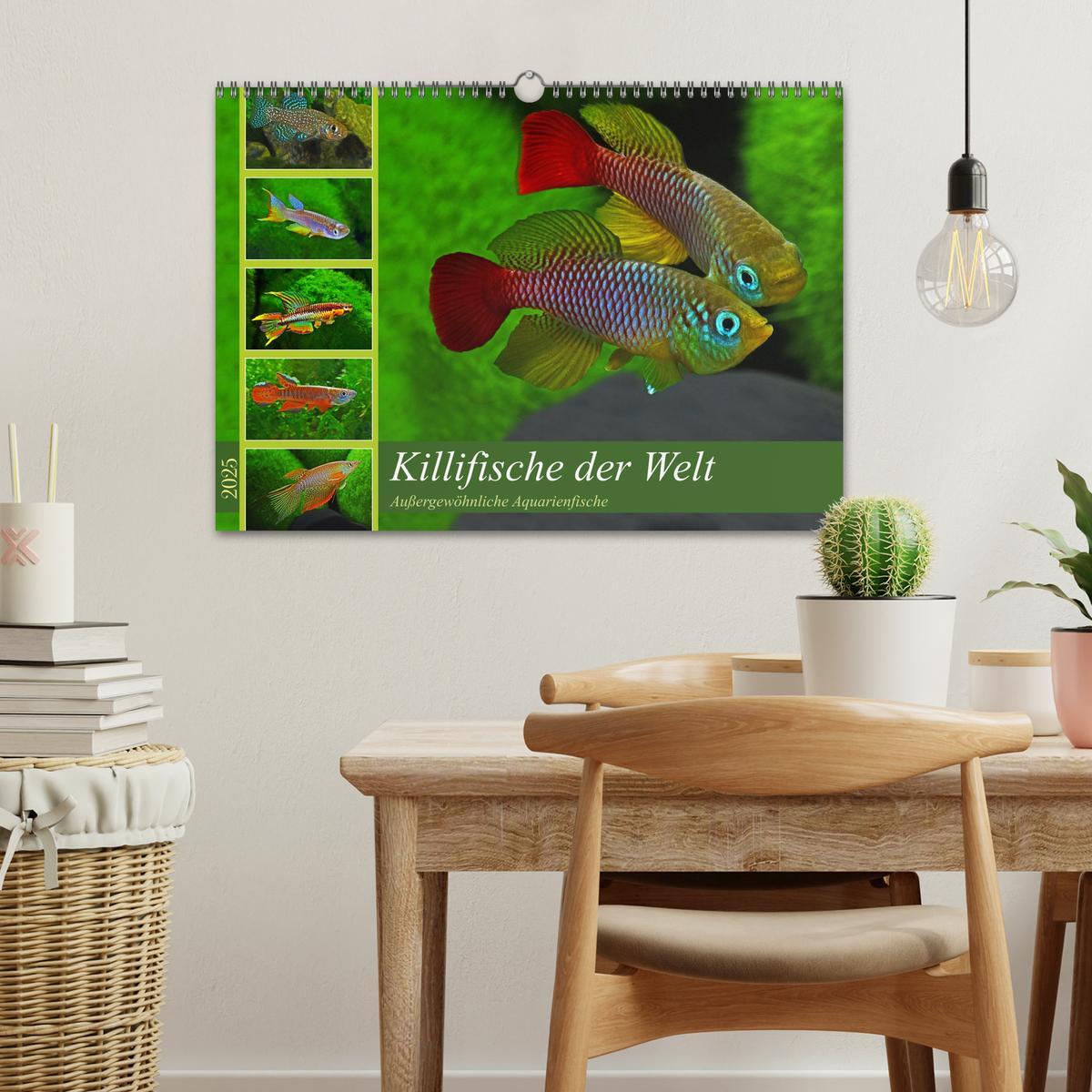 Bild: 9783435521715 | Bunte Fische der Welt - Killifische (Wandkalender 2025 DIN A3...