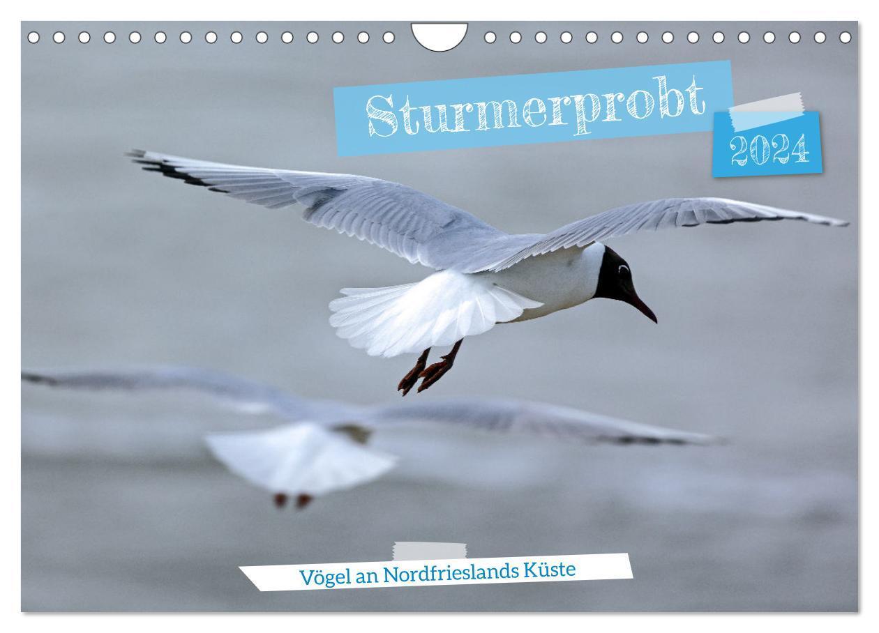 Cover: 9783383703317 | Sturmerprobt - Vögel an Nordfrieslands Küste (Wandkalender 2024 DIN...