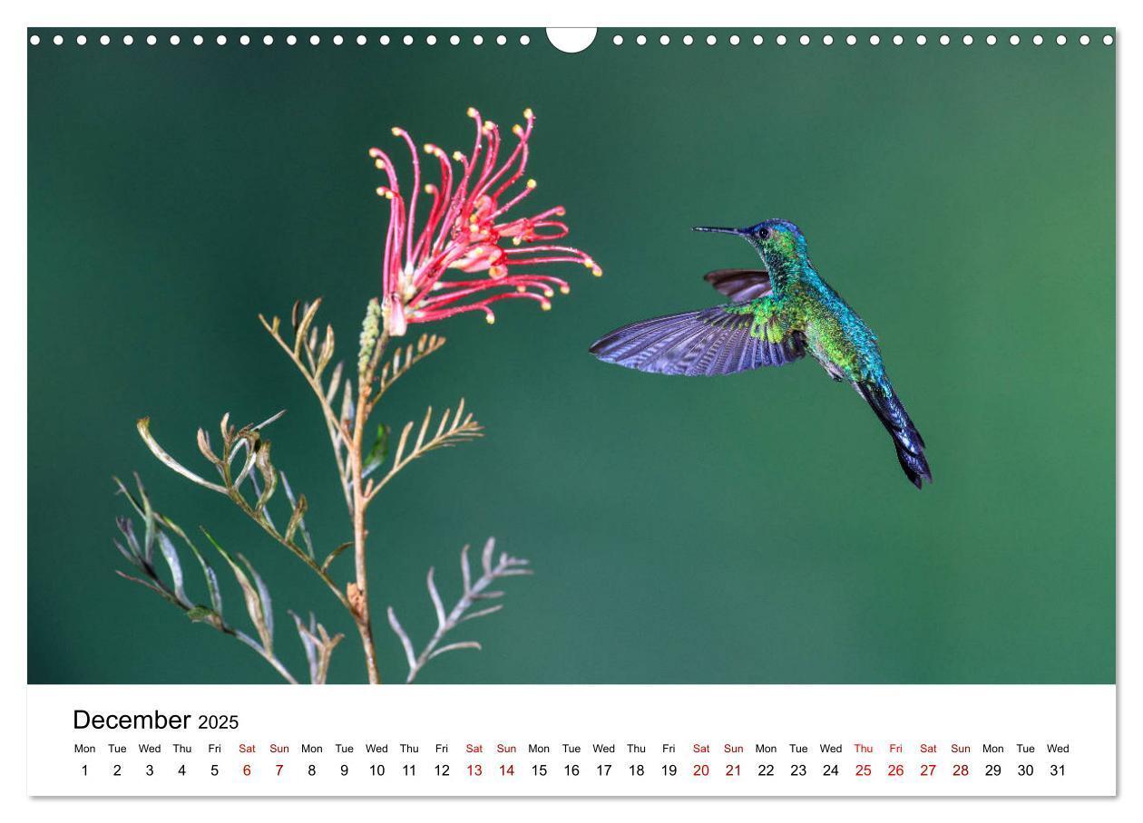 Bild: 9781325938438 | Hummingbirds - Flight artists in the rainforest (Wall Calendar 2025...