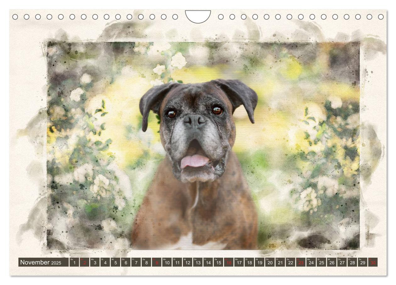 Bild: 9783435134700 | Boxer Photo&amp;Kunst (Wandkalender 2025 DIN A4 quer), CALVENDO...