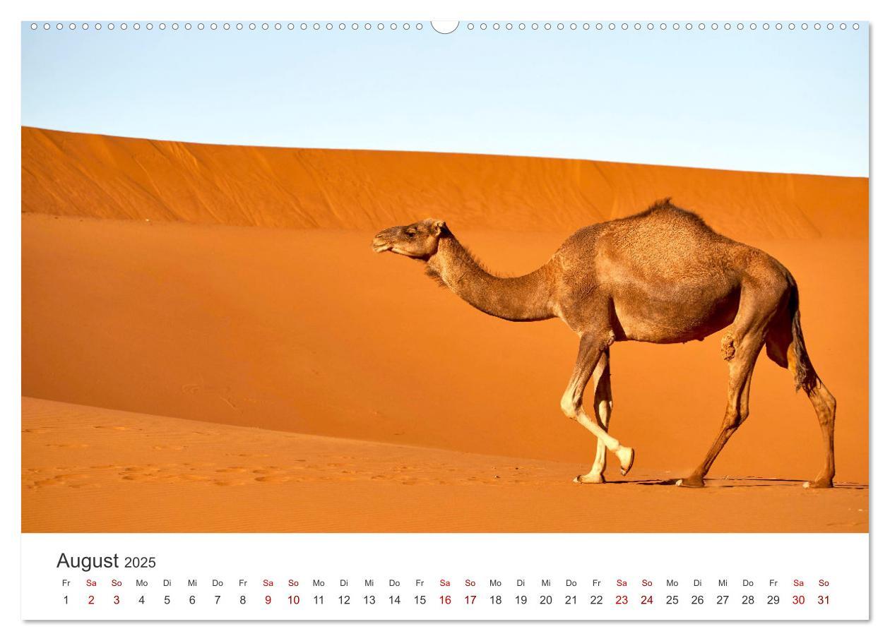 Bild: 9783383936814 | Sahara - Die größte Trockenwüste der Welt. (Wandkalender 2025 DIN...