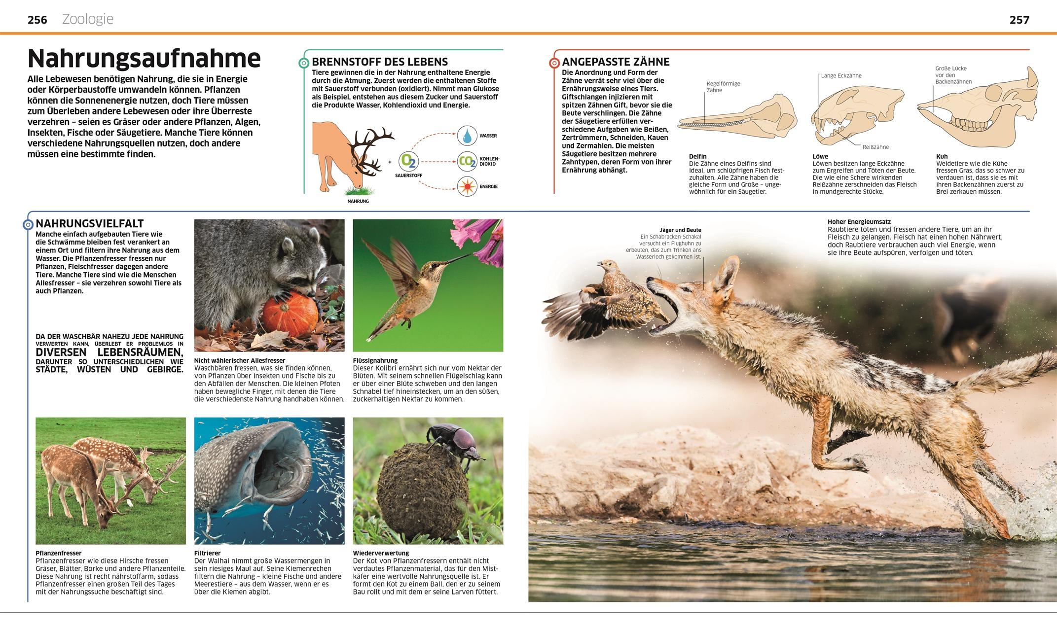 Bild: 9783831033409 | Wissen. Tiere | Die Tierwelt in spektakulären Bildern | John Woodward