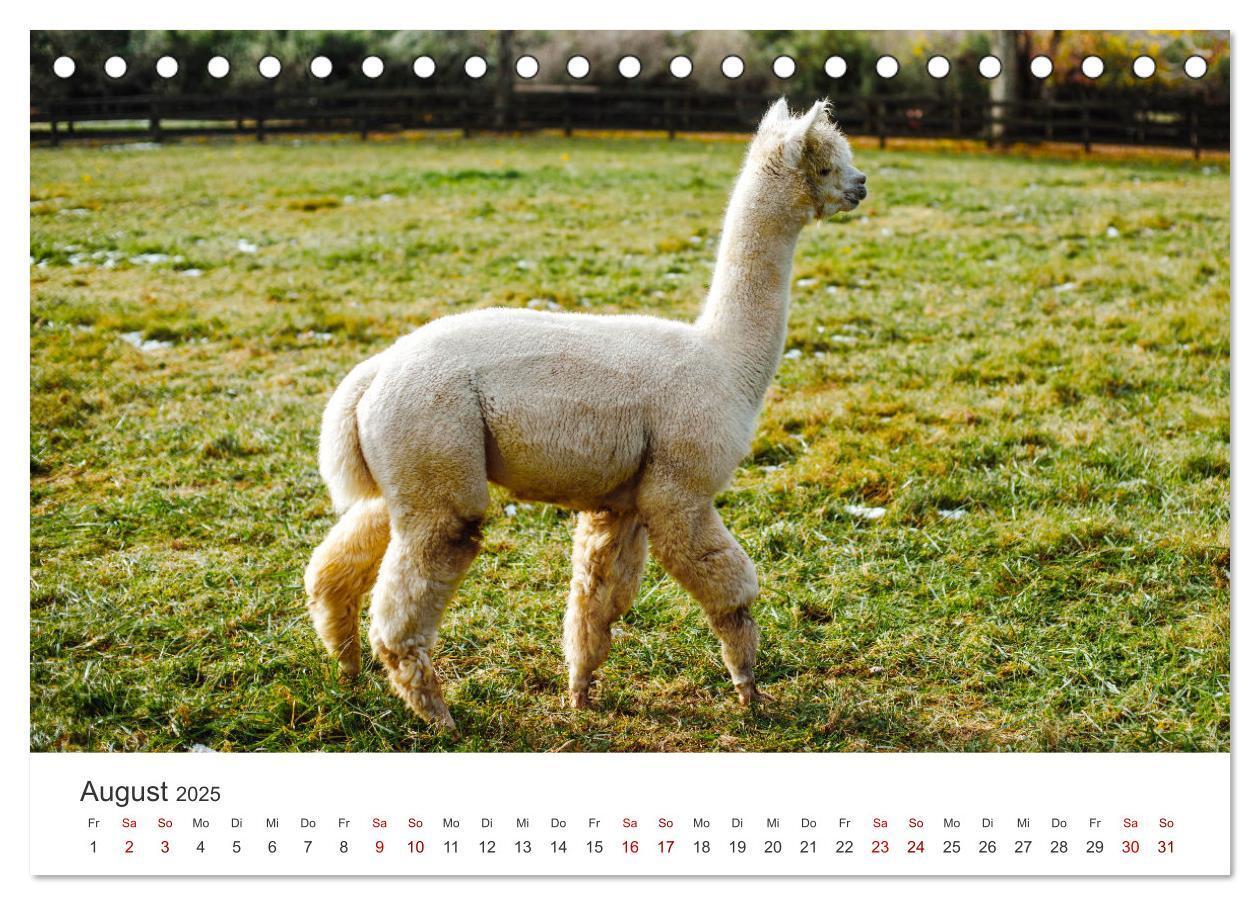 Bild: 9783435002566 | Lamas und Alpakas - Die weichen Neuweltkamele. (Tischkalender 2025...