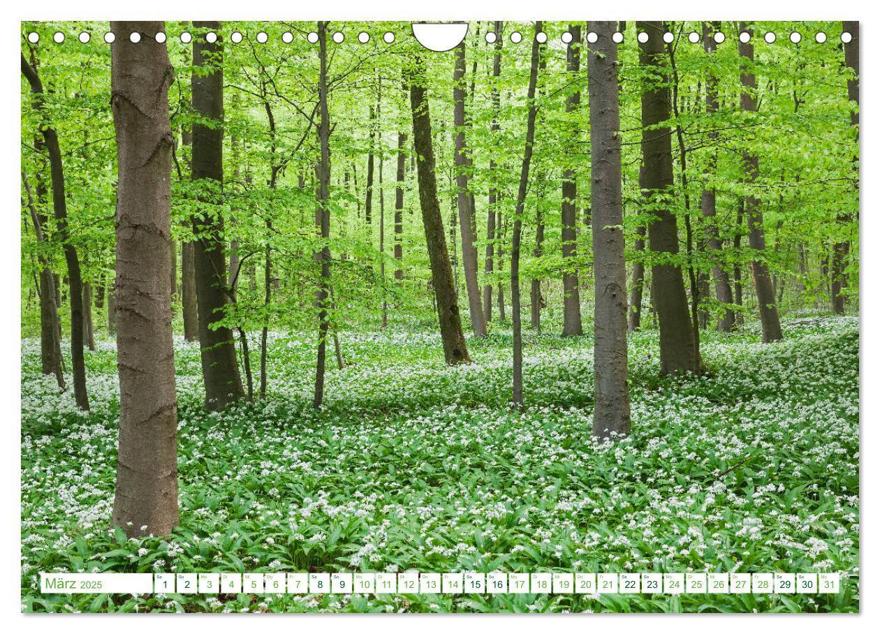 Bild: 9783435139569 | Eifel Sehnsucht (Wandkalender 2025 DIN A4 quer), CALVENDO...