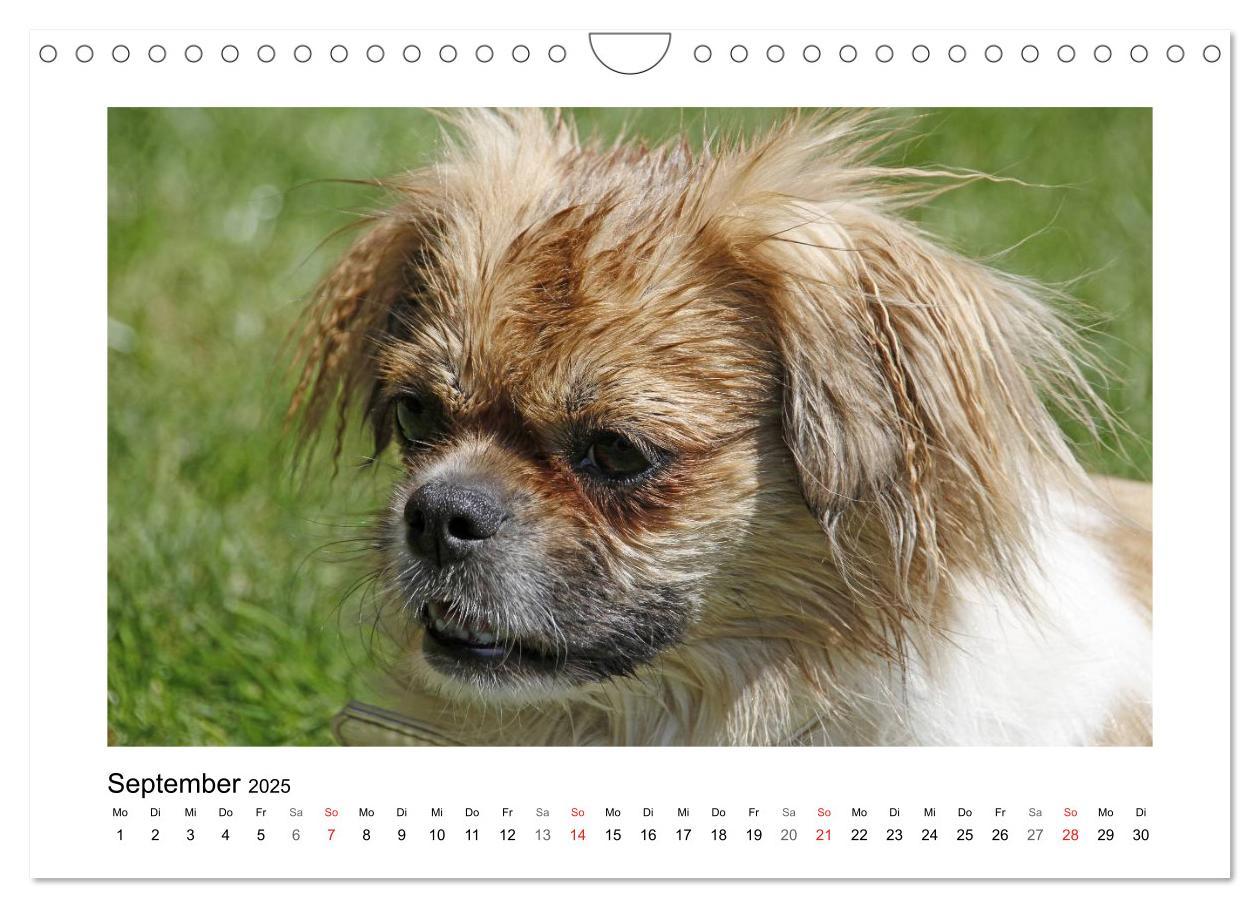 Bild: 9783435681570 | Tibet-Spaniel (Wandkalender 2025 DIN A4 quer), CALVENDO Monatskalender