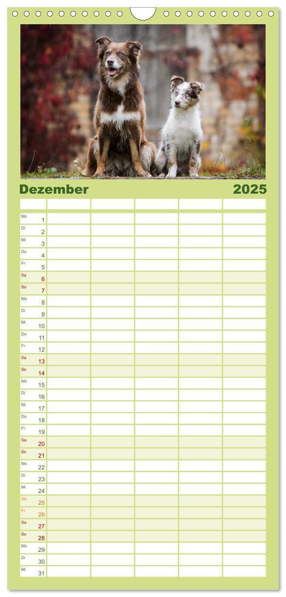 Bild: 9783457101308 | Familienplaner 2025 - Herzensaussies - Australian Shepherd mit 5...