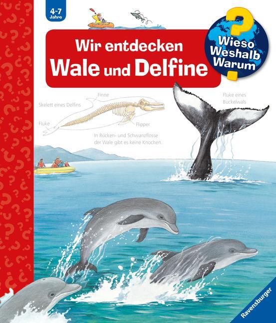 Cover: 9783473327751 | Wieso? Weshalb? Warum?, Band 41: Wir entdecken Wale und Delfine | Buch