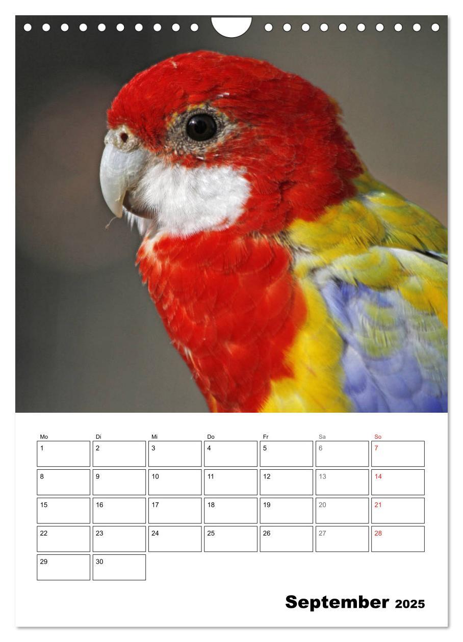 Bild: 9783435985418 | Papageien - Graupapagei, Rosella und Co. (Wandkalender 2025 DIN A4...