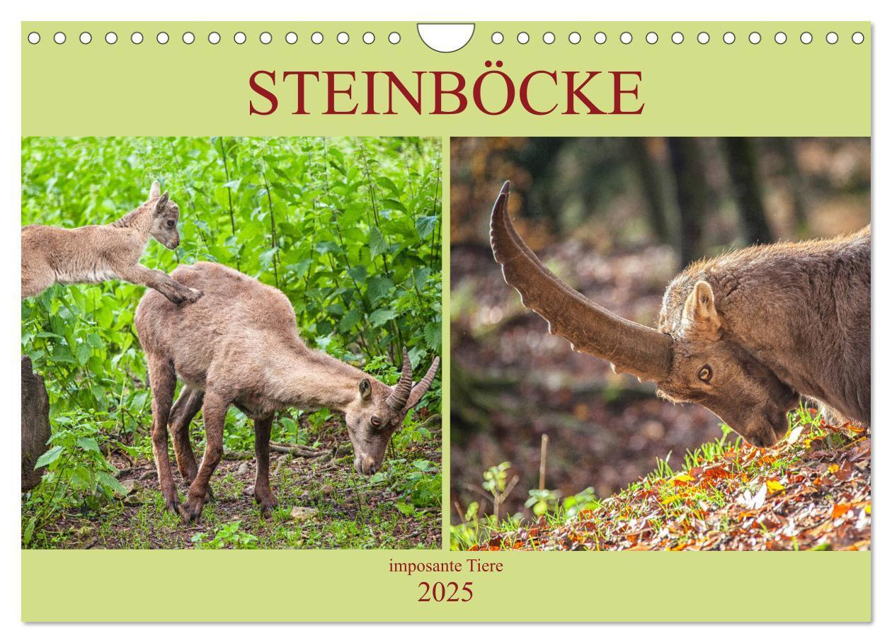 Cover: 9783435331116 | Steinböcke - imposante Tiere (Wandkalender 2025 DIN A4 quer),...