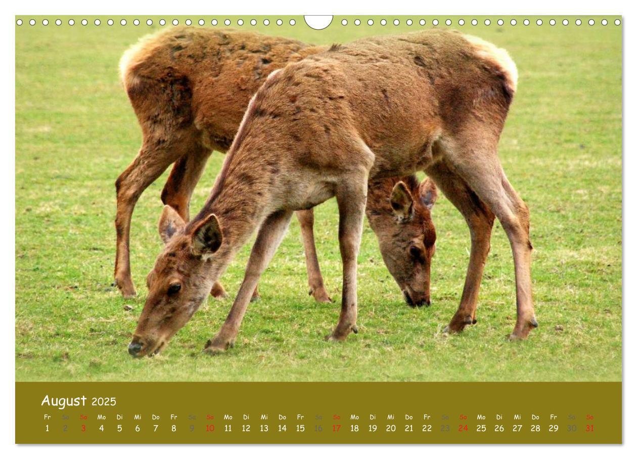 Bild: 9783435634569 | Begegnungen. DER HIRSCH (Wandkalender 2025 DIN A3 quer), CALVENDO...