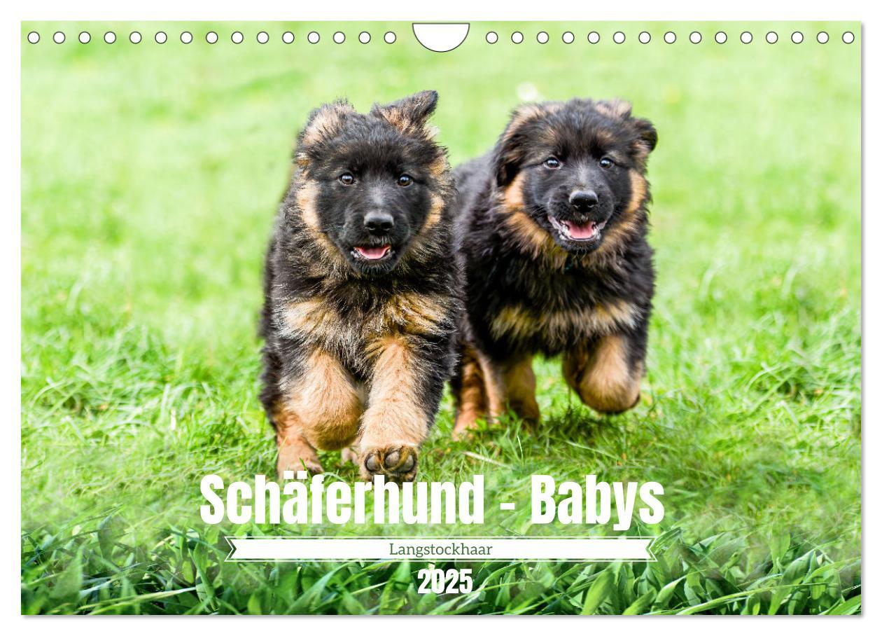 Cover: 9783383860904 | Langstockhaar - Schäferhund - Babys (Wandkalender 2025 DIN A4...