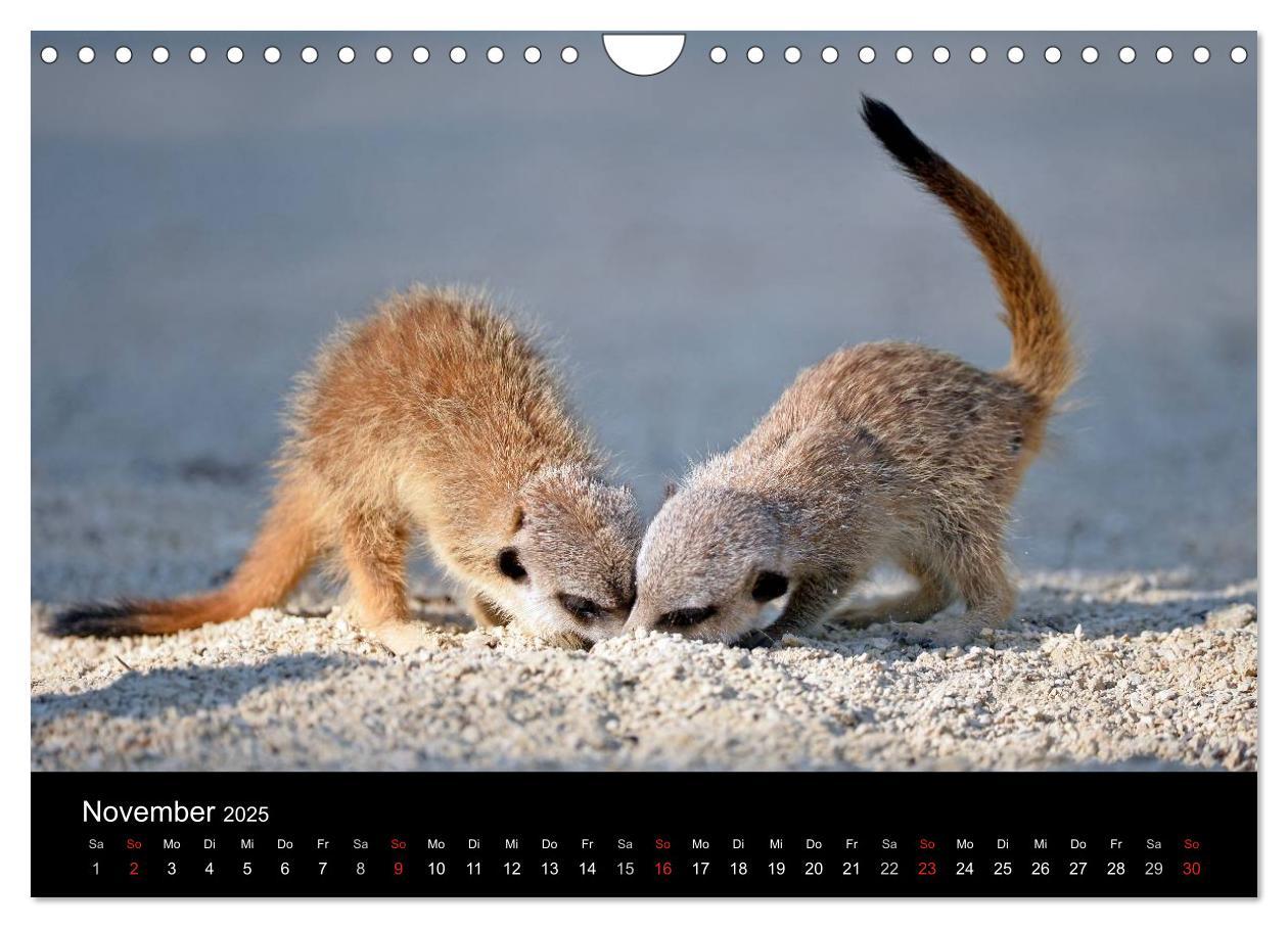 Bild: 9783435782451 | Lustige Erdmännchen (Wandkalender 2025 DIN A4 quer), CALVENDO...