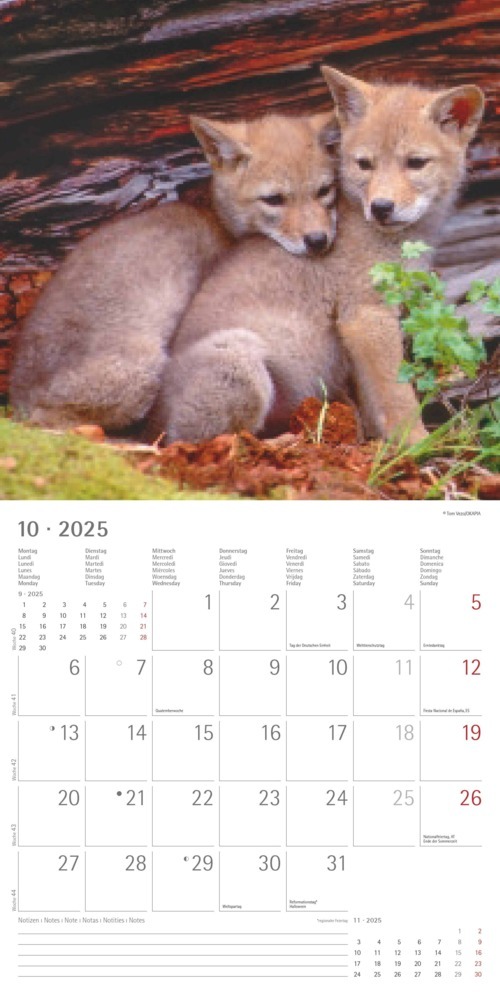 Bild: 4251732340711 | Alpha Edition - Wölfe 2025 Broschürenkalender, 30x30cm,...