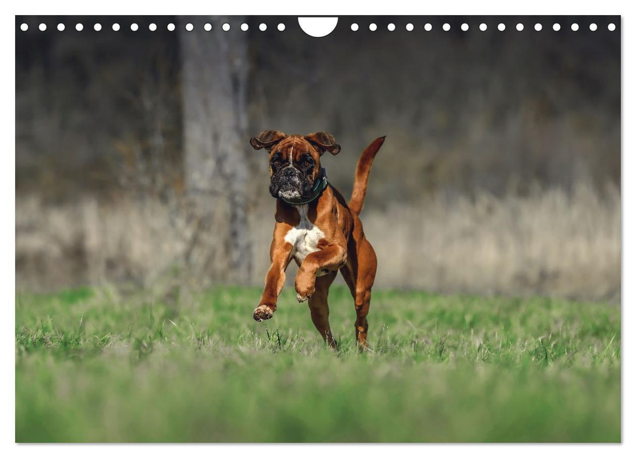 Bild: 9783383843303 | Fantastische Boxer - Sieger der Herzen (Wandkalender 2025 DIN A4...