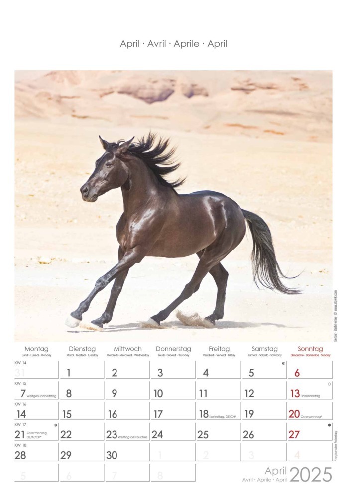 Bild: 4251732341022 | Alpha Edition - Pferde 2025 Wandkalender, 23,7x34cm, Bildkalender...