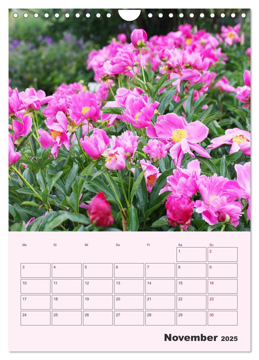 Bild: 9783435971886 | Pfingstrosen Rosen ohne Dornen (Wandkalender 2025 DIN A4 hoch),...