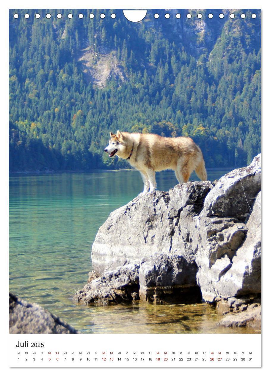 Bild: 9783435935178 | Faszination Husky (Wandkalender 2025 DIN A4 hoch), CALVENDO...