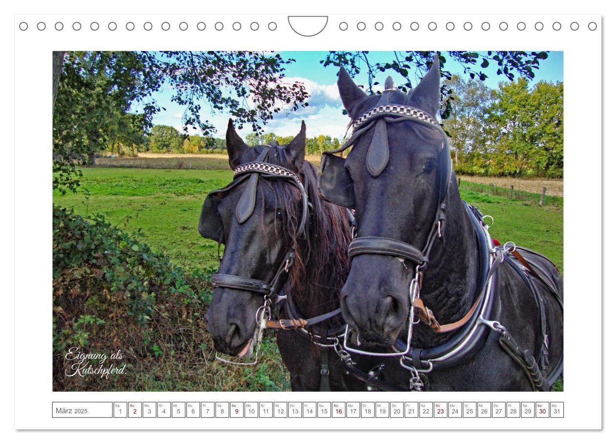 Bild: 9783383869808 | Friesen - elegant und kraftvoll (Wandkalender 2025 DIN A4 quer),...