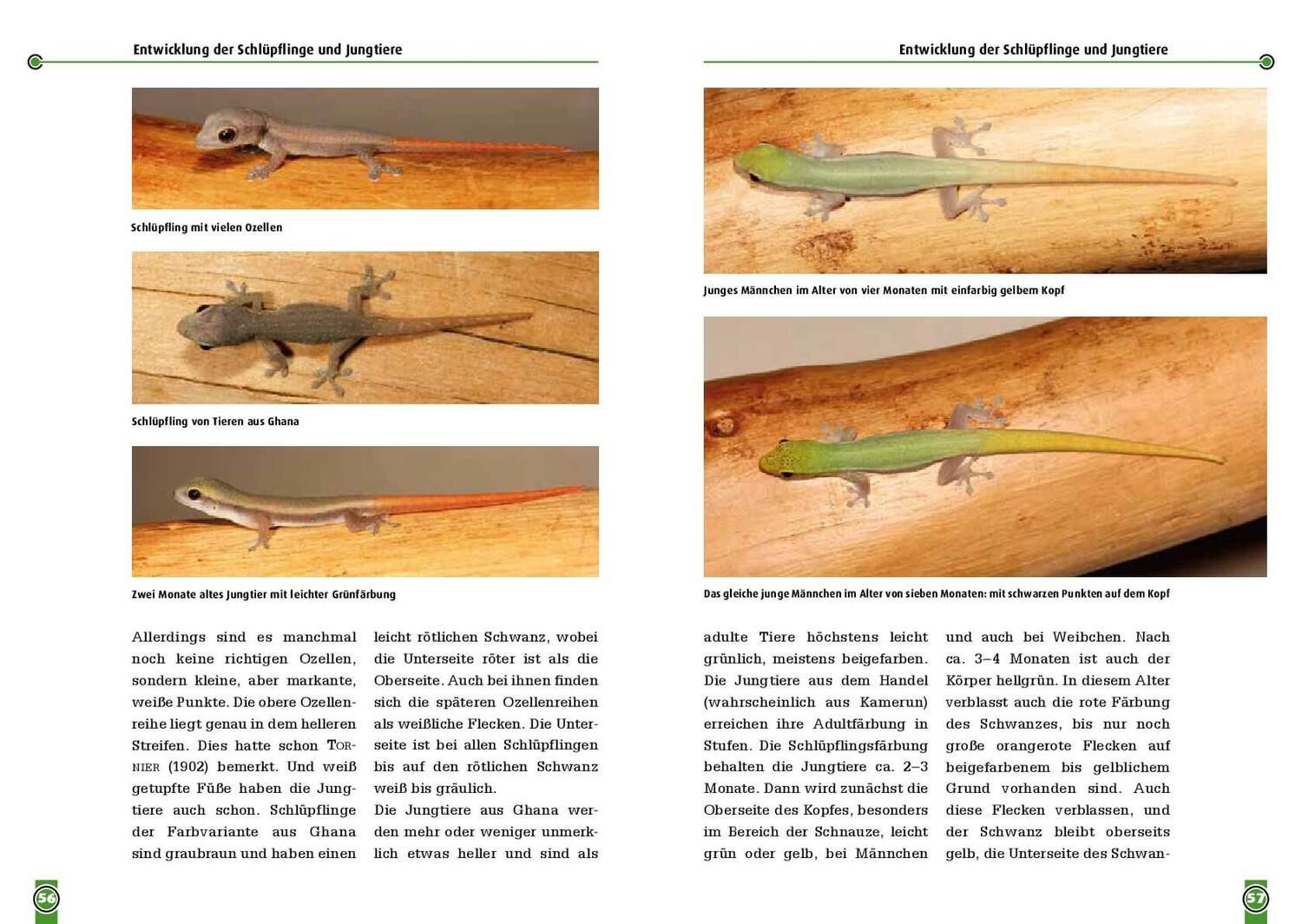 Bild: 9783866594784 | Conraus Zwergtaggecko | Lygodactylus conraui | Beate Röll | Buch