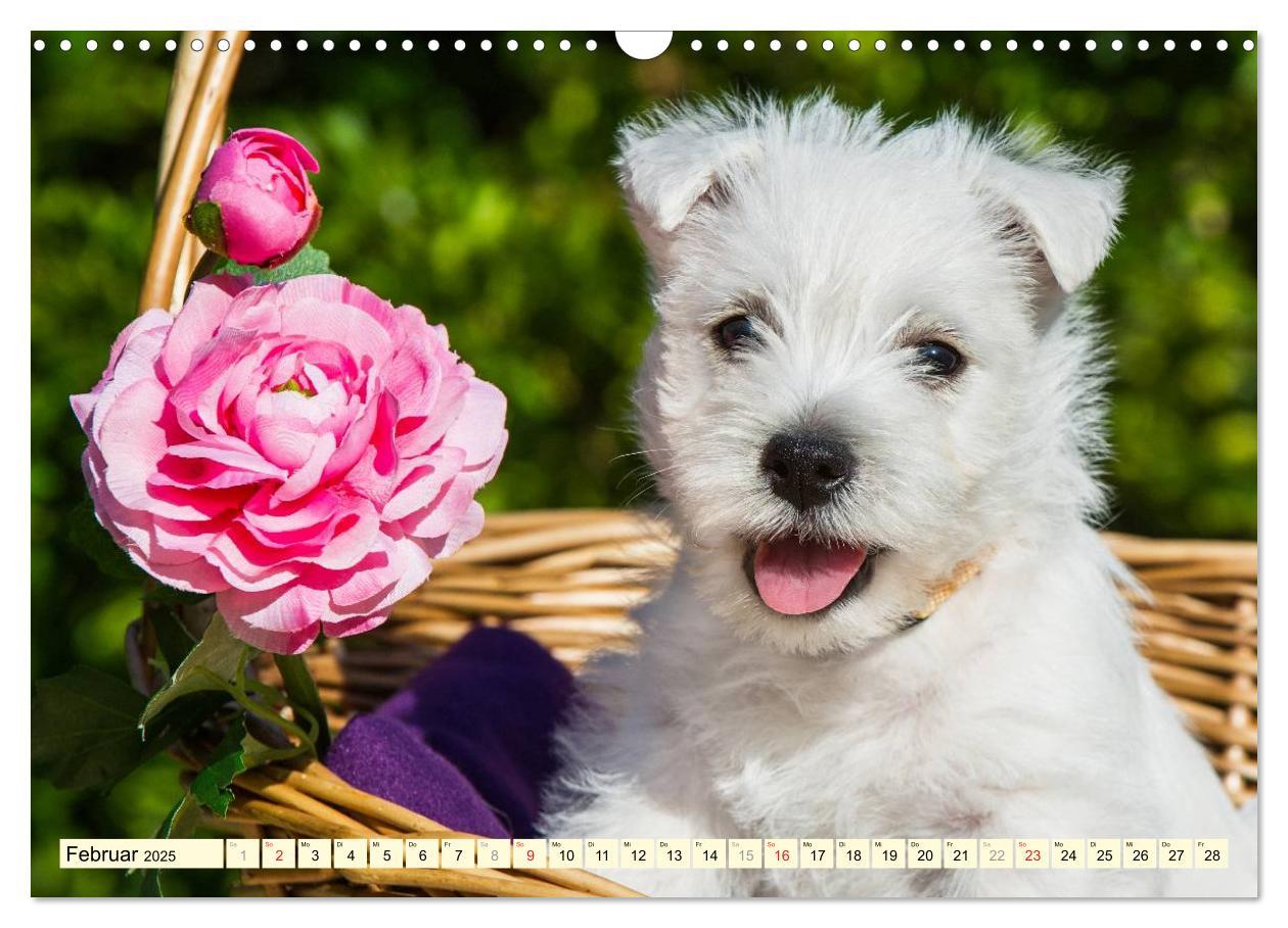 Bild: 9783435462612 | Kobold auf 4 Pfoten - West Highland White Terrier (Wandkalender...