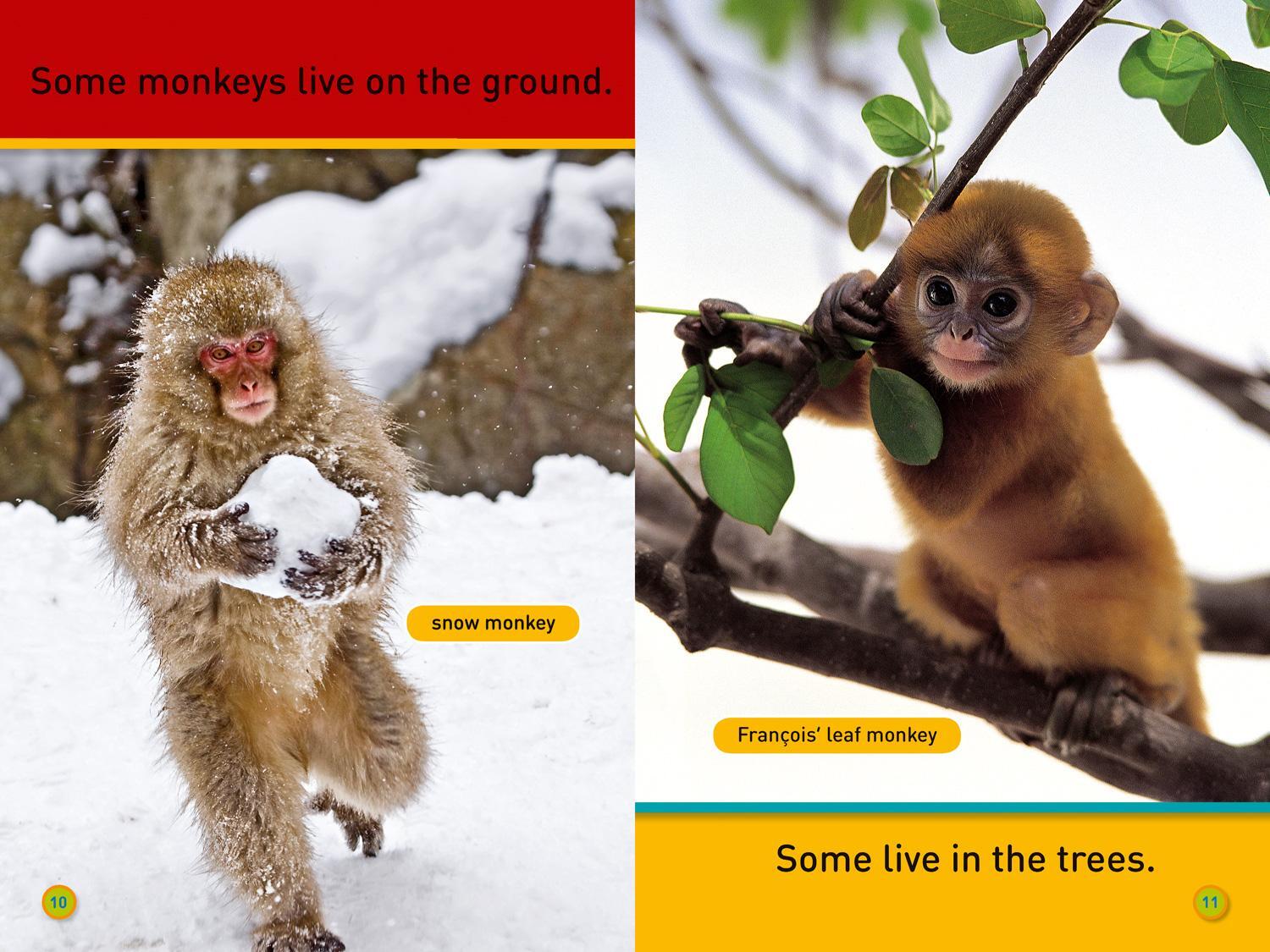 Bild: 9780008266486 | Hang On, Monkey! | Level 1 | Susan B. Neuman (u. a.) | Taschenbuch