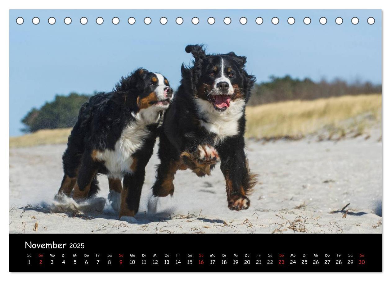 Bild: 9783435769643 | Berner Sennenhund 2025 (Tischkalender 2025 DIN A5 quer), CALVENDO...