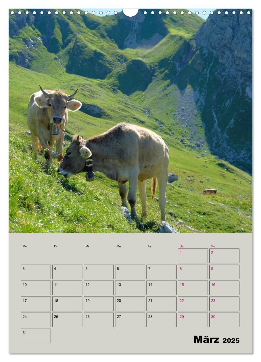 Bild: 9783435970049 | Kuhportraits Hornkühe (Wandkalender 2025 DIN A3 hoch), CALVENDO...