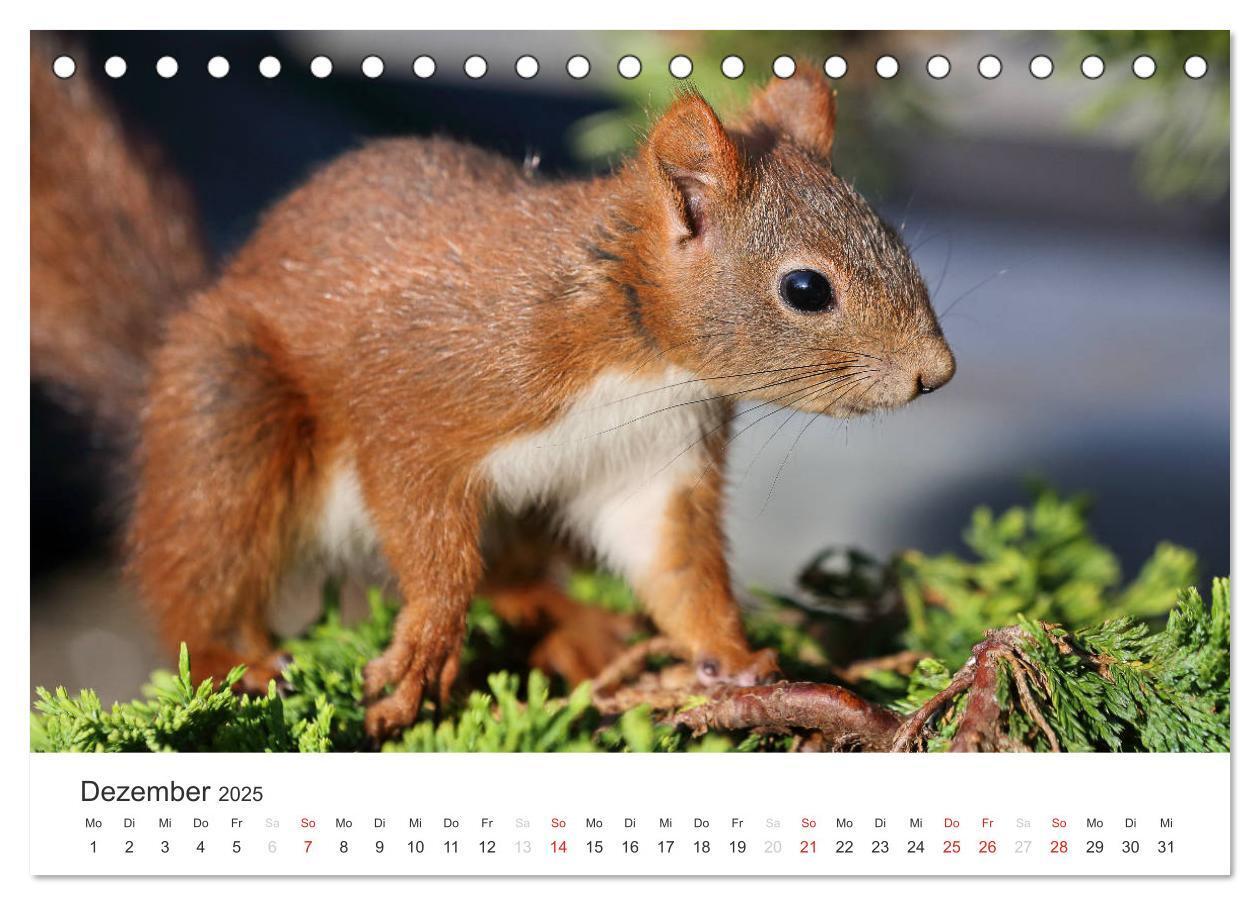 Bild: 9783435545780 | Eichhörnchen Kinder (Tischkalender 2025 DIN A5 quer), CALVENDO...