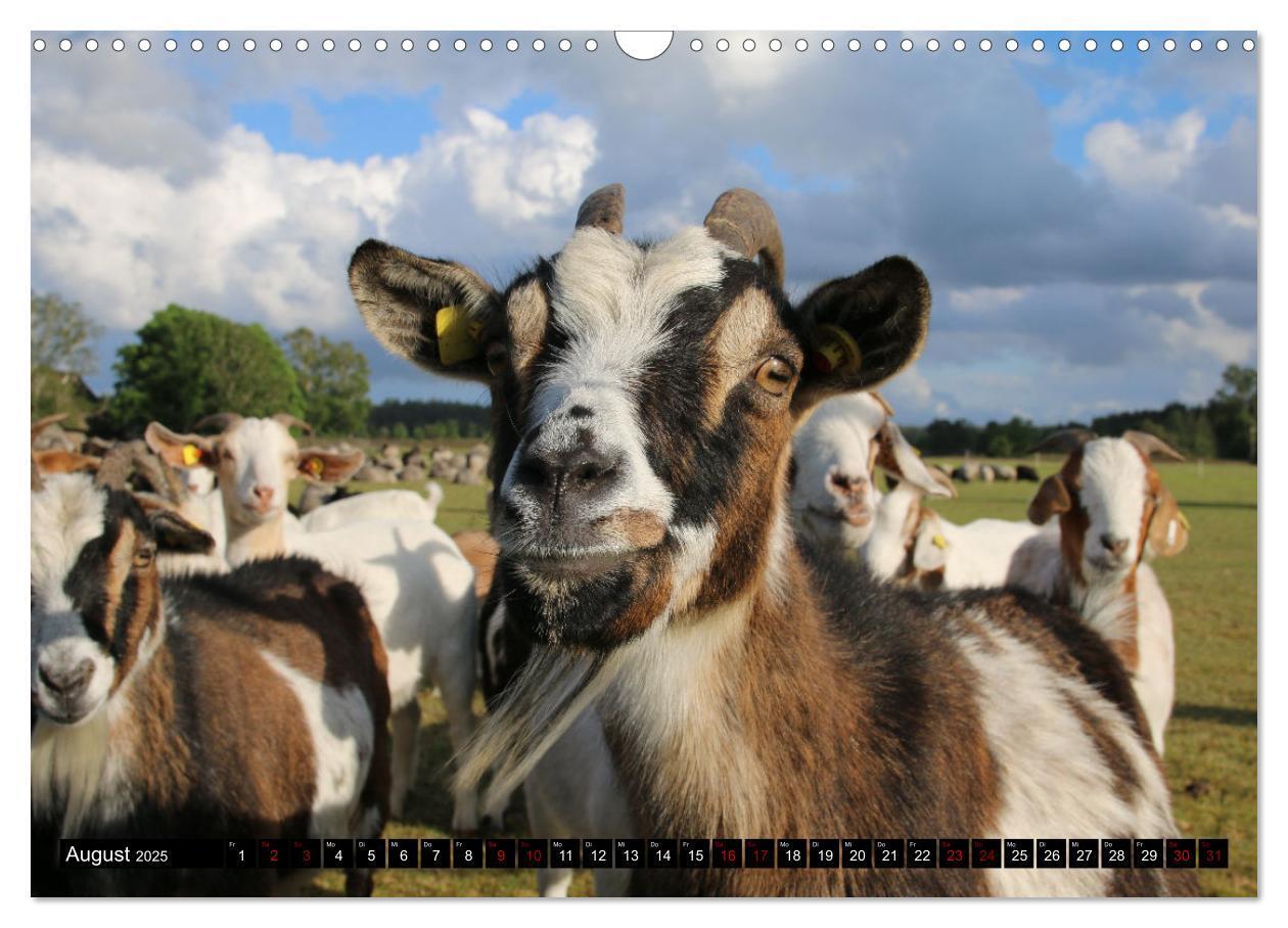 Bild: 9783383969638 | Heidschnucken und Ziegen die tierischen Landschaftspfleger der...