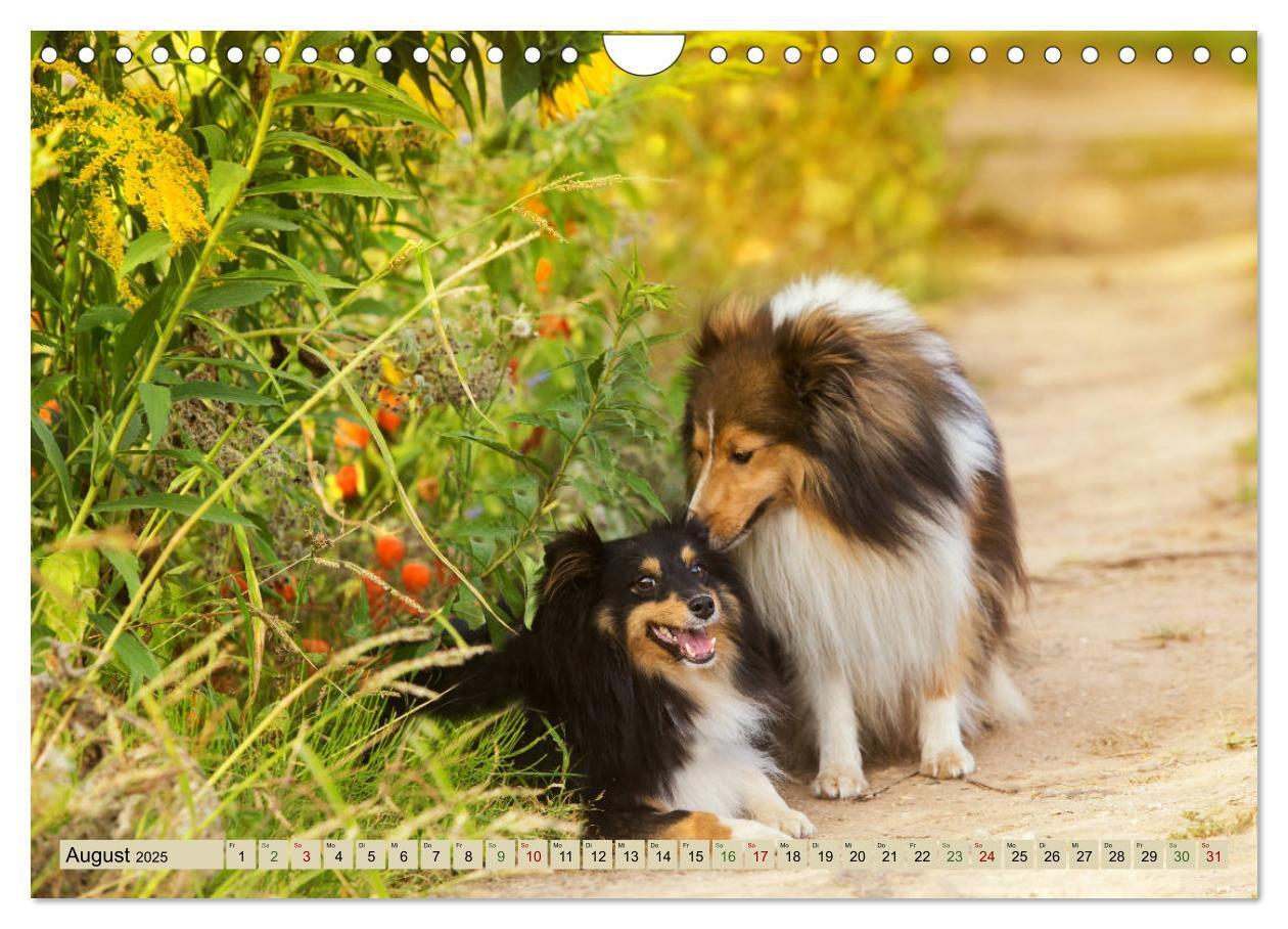 Bild: 9783435423705 | SHELTIES Liebe auf 4 Pfoten (Wandkalender 2025 DIN A4 quer),...