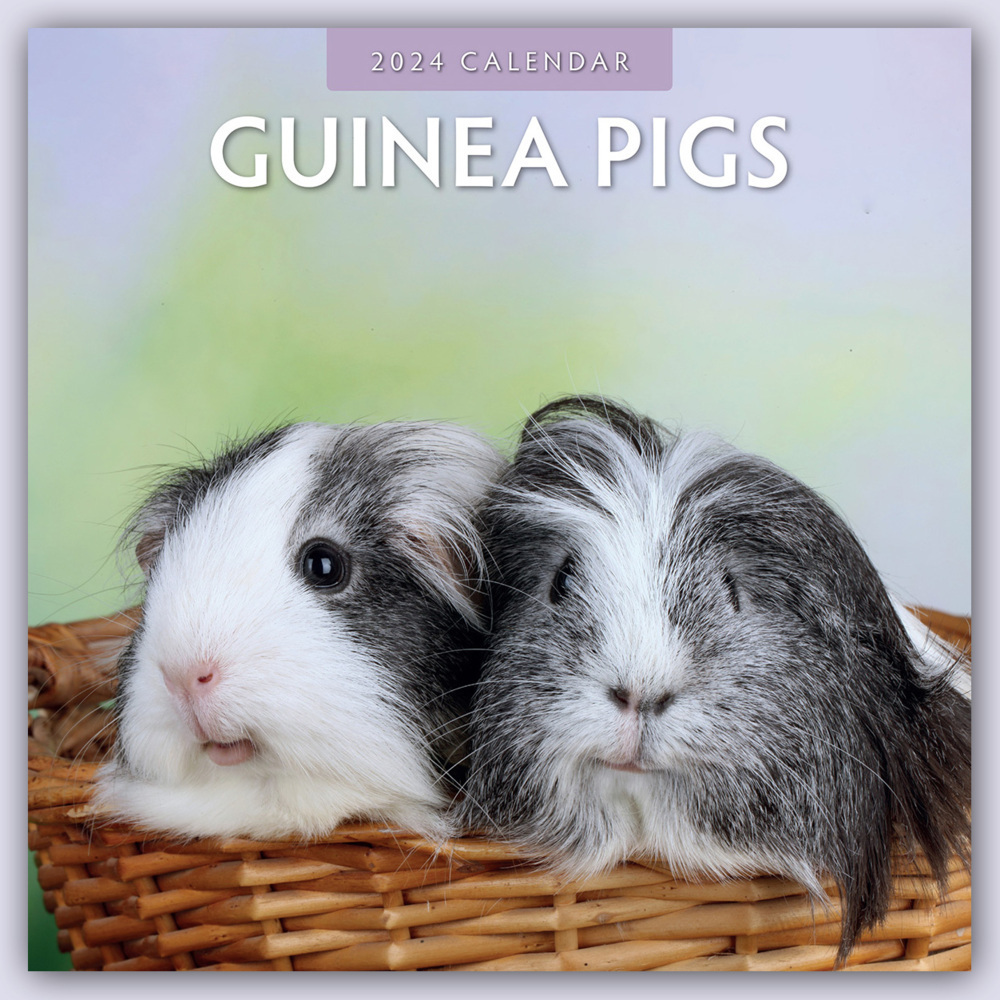 Cover: 9781804421291 | Guinea Pigs - Meerschweinchen 2024 - 16-Monatskalender | Ltd | Deutsch