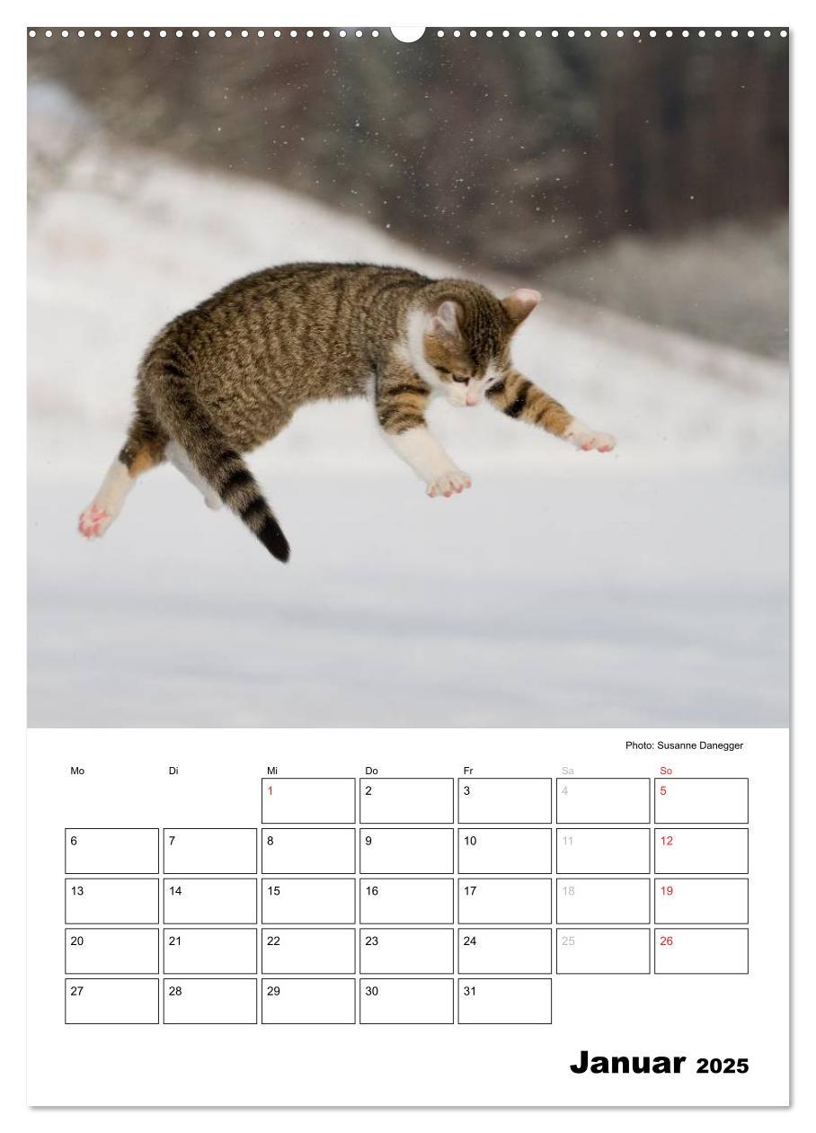 Bild: 9783457086063 | Katzenkinder - Impressionen (Wandkalender 2025 DIN A2 hoch),...