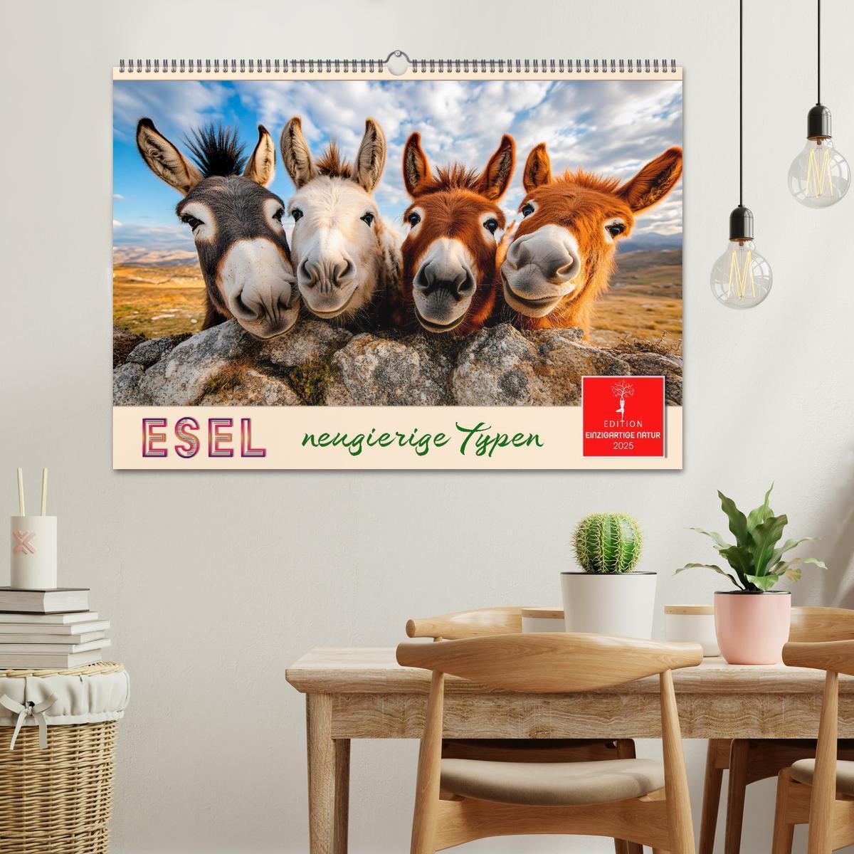 Bild: 9783457215272 | Esel - neugierige Typen (Wandkalender 2025 DIN A2 quer), CALVENDO...