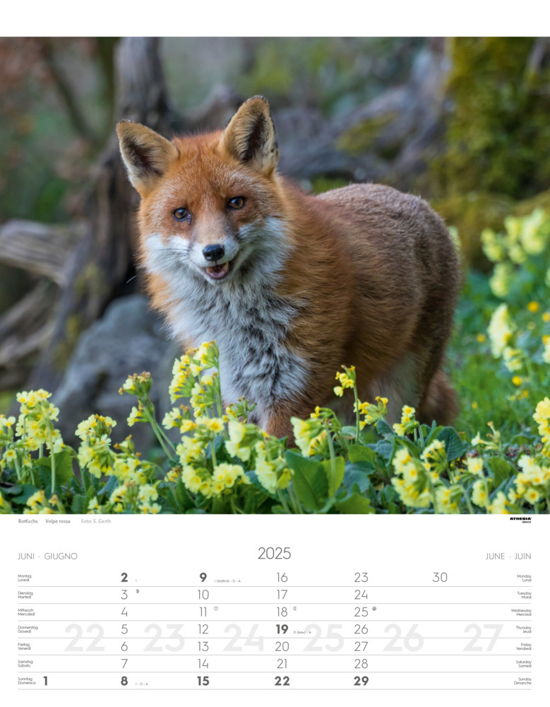 Bild: 9788868397449 | Tiere der Alpen - Kalender 2025 | Animali delle Alpi - Alpine animals