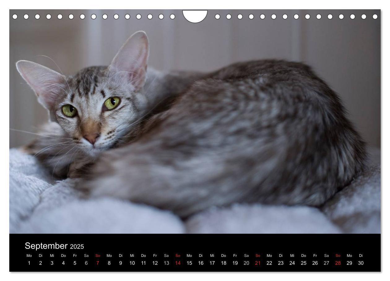 Bild: 9783435730070 | Orientalische Katzen (Wandkalender 2025 DIN A4 quer), CALVENDO...