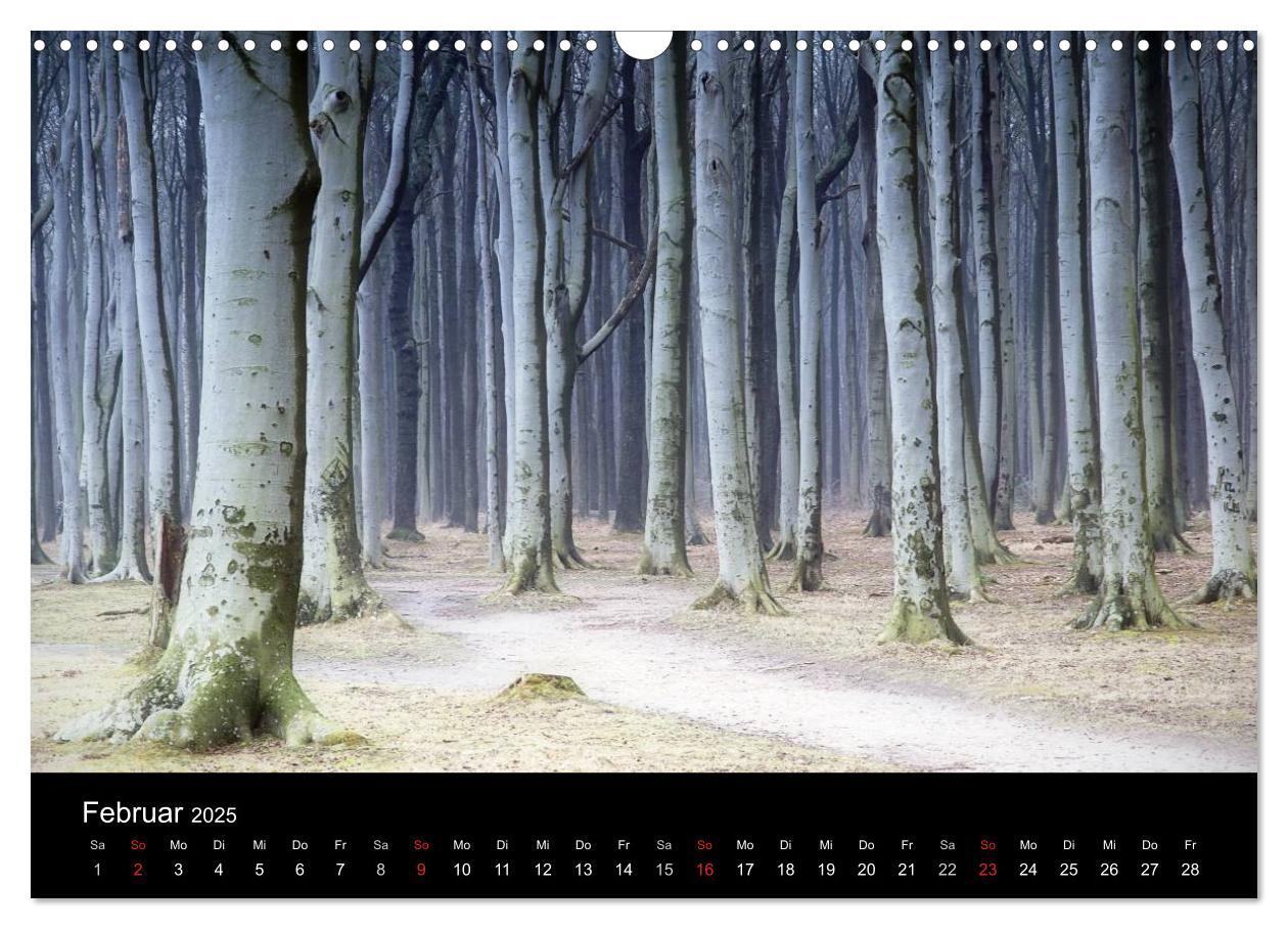 Bild: 9783435792832 | Baumporträts 2025 (Wandkalender 2025 DIN A3 quer), CALVENDO...