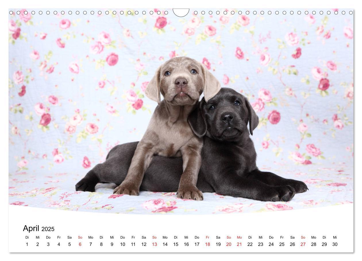 Bild: 9783435199266 | Labrador Welpen - Labrador Puppies (Wandkalender 2025 DIN A3 quer),...