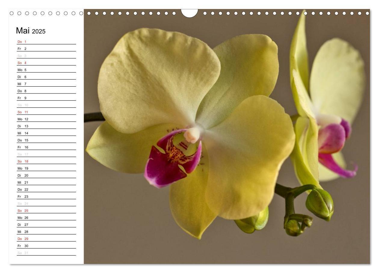 Bild: 9783435553303 | Blütenzauber Orchideen (Wandkalender 2025 DIN A3 quer), CALVENDO...