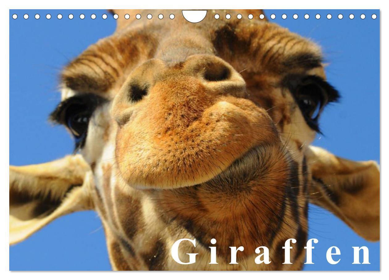 Cover: 9783383530449 | Giraffen / Geburtstagskalender (Wandkalender 2024 DIN A4 quer),...