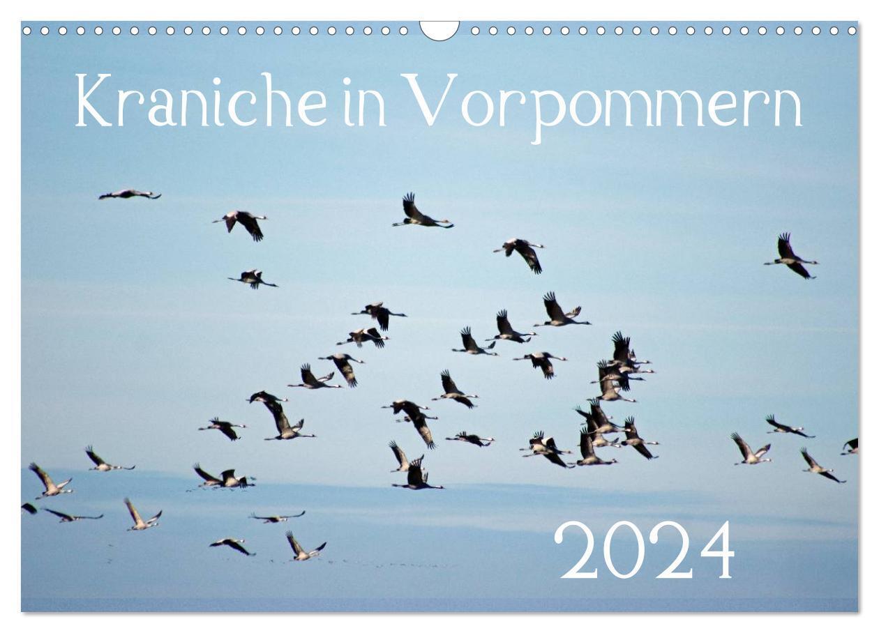 Cover: 9783675960411 | Kraniche in Vorpommern (Wandkalender 2024 DIN A3 quer), CALVENDO...