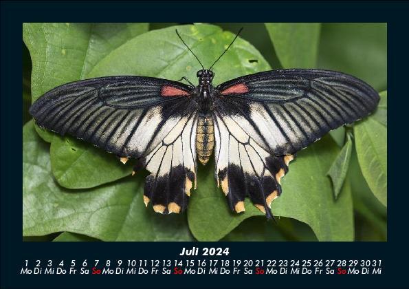 Bild: 9783755949763 | Bunte Pracht der Schmetterlinge 2024 Fotokalender DIN A5 | Becker